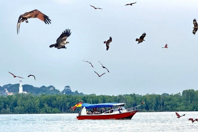 瓜拉雪蘭莪(乘船觀賞候鳥群、紅樹林、天鵝島)