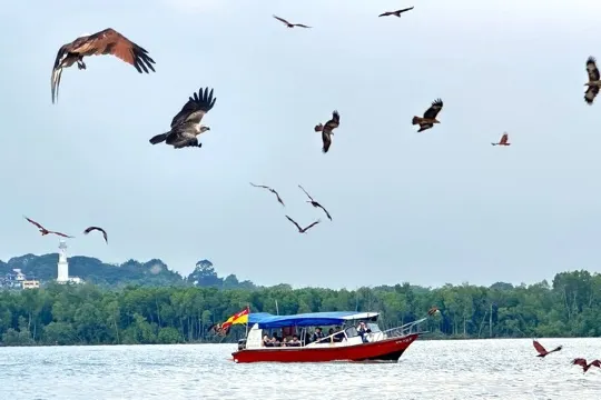 瓜拉雪蘭莪(乘船觀賞候鳥群、紅樹林、天鵝島)