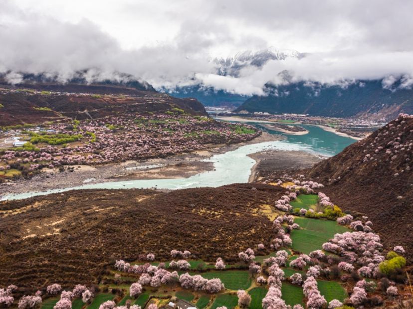 雅魯藏布江河谷桃花