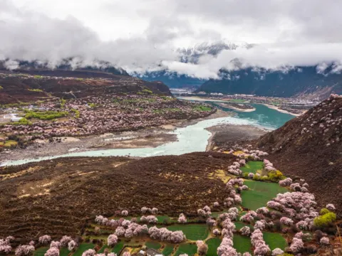 雅魯藏布江河谷桃花