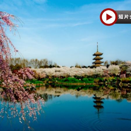 花見湖北(武漢、荊門、荊州、枝江)6天純玩高鐵團 東湖櫻花園(白天入園+賞夜櫻點燈)、沙洋油菜花海、荊州古城畫舫賞櫻、枝江同心花海、沙湖公園、淺山森林美術公園、古德寺、湖北省博物館