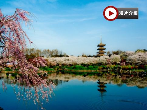 花見湖北(武漢、荊門、荊州、枝江)6天純玩高鐵團 東湖櫻花園(白天入園+賞夜櫻點燈)、沙洋油菜花海、荊州古城畫舫賞櫻、枝江同心花海、沙湖公園、淺山森林美術公園、古德寺、湖北省博物館