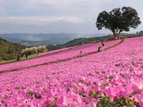 《親子人氣景點》Mother牧場
