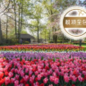 歐洲五國 【荷蘭(花展)、比利時、盧森堡、瑞士、法國】河畔古城10天團【稅項全包】