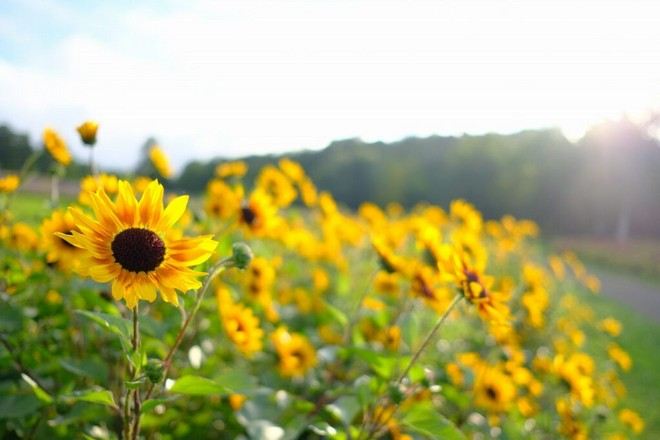 國營瀧野鈴蘭丘陵公園
