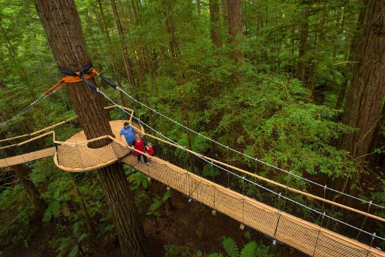 紅木樹林空中健步行