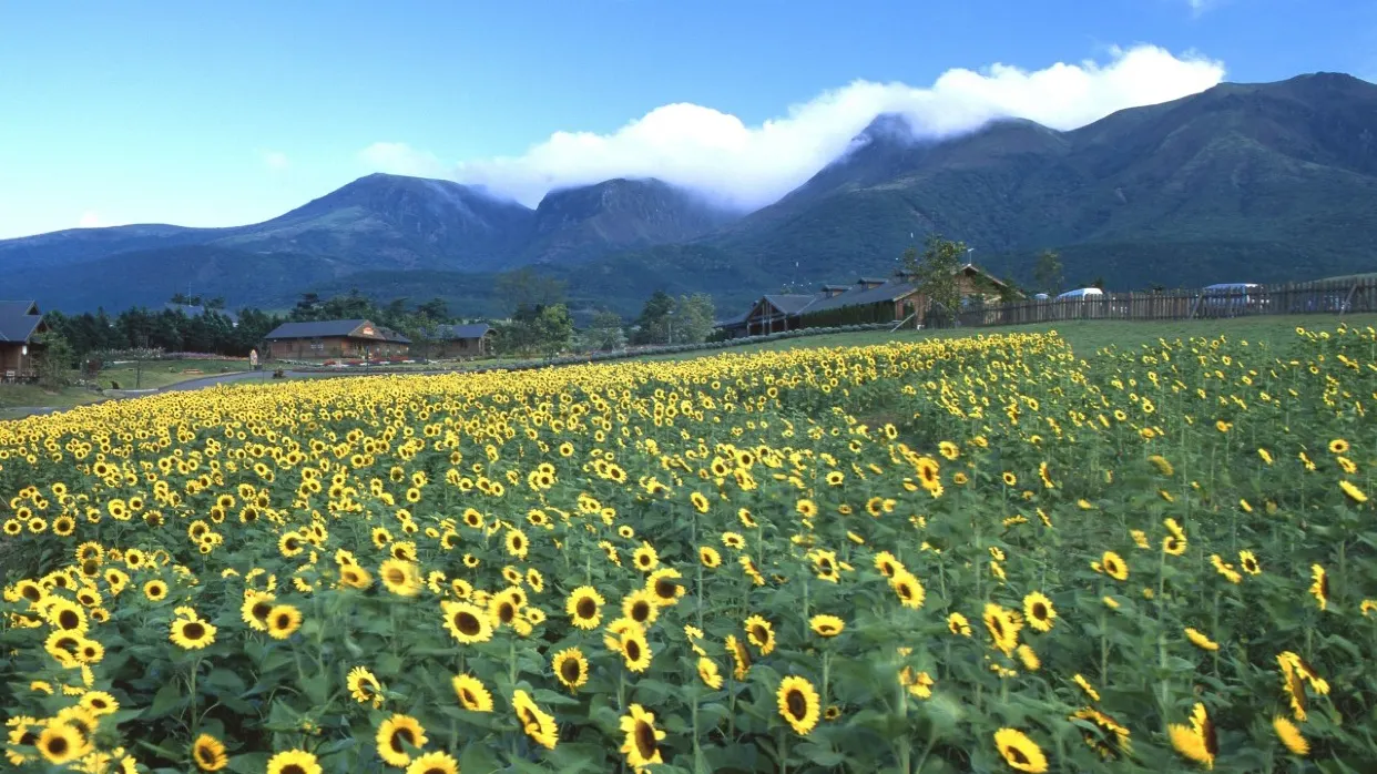久住花公園