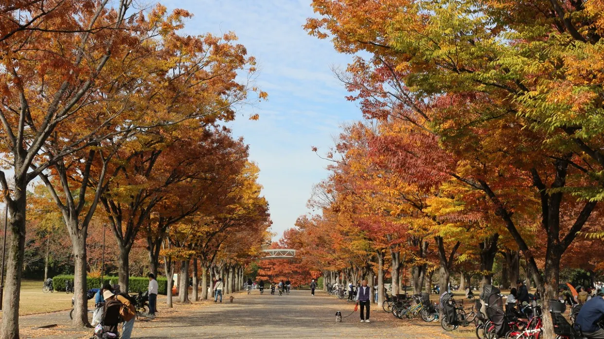 花博紀念公園鶴見綠地_秋