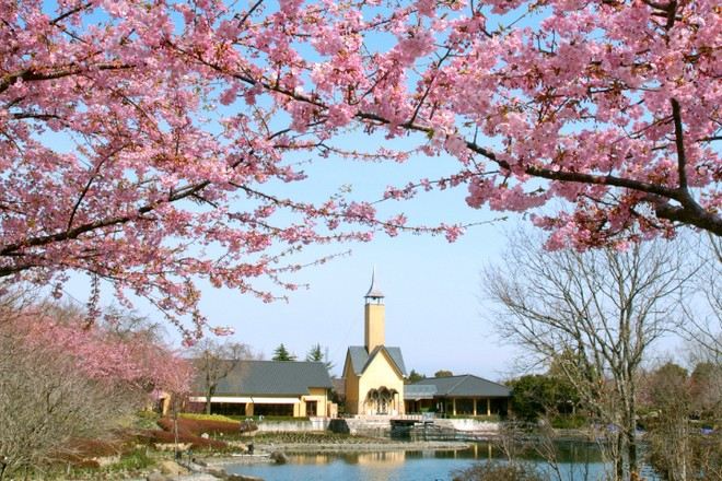 名花之里_河津櫻