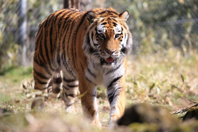 富士野生動物園