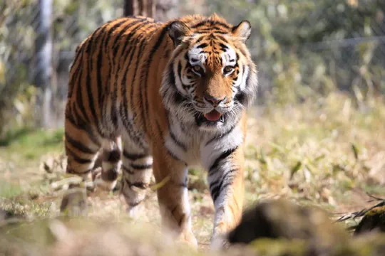 富士野生動物園