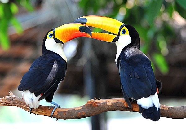 番禺長隆香江野生動物世界