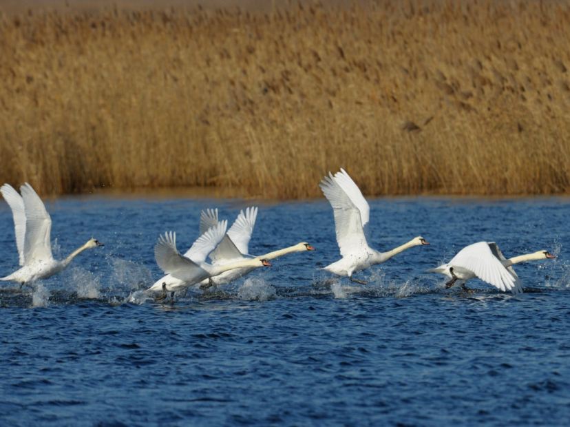 黃河口生態旅遊區