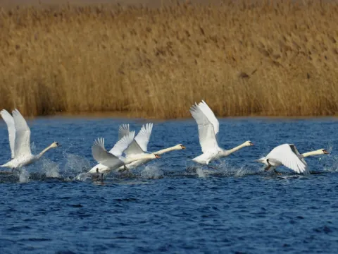 黃河口生態旅遊區