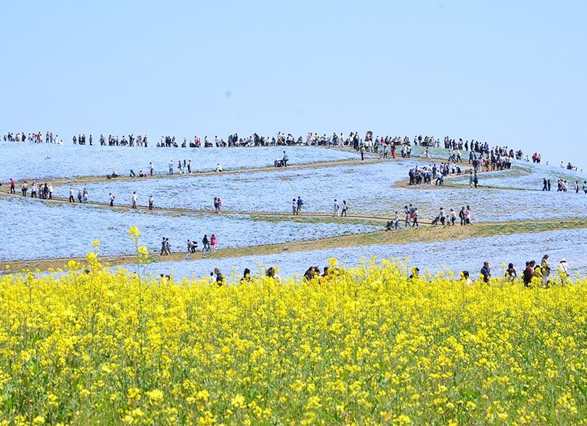 日立海濱公園_粉蝶花及油菜花