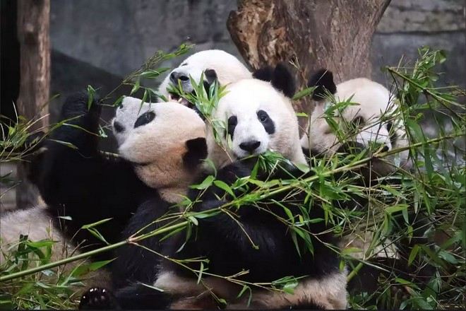 重慶動物園熊貓館