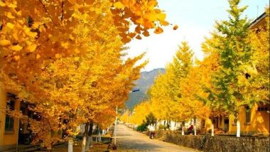 《金色童話~韶關黃金銀杏》南雄帽子峰~觀賞金秋銀杏 【雲髻山灌湯燒鵝+金秋大閘蟹(每人一隻)】【福果養生老鴨湯+梅嶺鵝王宴】連續2晚保證入住韶關翁源龍泰酒店韶關美景純玩3天團