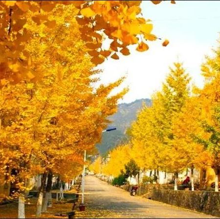 《金色童話~韶關黃金銀杏》南雄帽子峰~觀賞金秋銀杏 【雲髻山灌湯燒鵝+金秋大閘蟹(每人一隻)】【福果養生老鴨湯+梅嶺鵝王宴】連續2晚保證入住韶關翁源龍泰酒店韶關美景純玩3天團