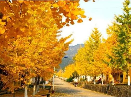 《金色童話~韶關黃金銀杏》南雄帽子峰~觀賞金秋銀杏 【雲髻山灌湯燒鵝+金秋大閘蟹(每人一隻)】【福果養生老鴨湯+梅嶺鵝王宴】連續2晚保證入住韶關翁源龍泰酒店韶關美景純玩3天團 《金色童話~韶關黃金銀杏》南雄帽子峰~觀賞金秋銀杏 【雲髻山灌湯燒鵝+金秋大閘蟹(每人一隻)】【福果養生老鴨湯+梅嶺鵝王宴】連續2晚保證入住韶關翁源龍泰酒店韶關美景純玩3天團