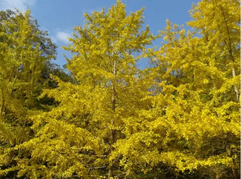 南雄帽子峰林場