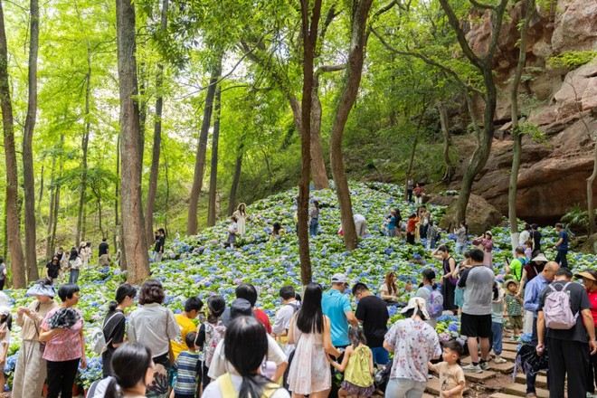 通天岩(5-6月可觀賞繡球花海)