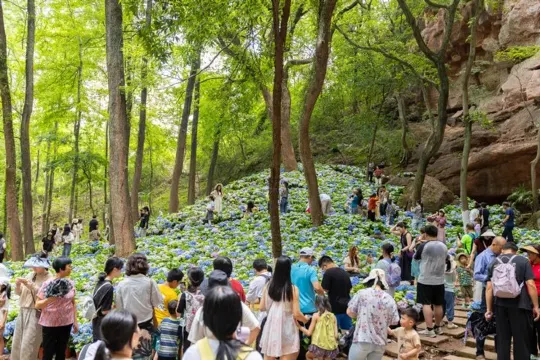 通天岩(5-6月可觀賞繡球花海)