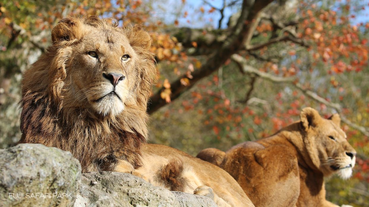 富士野生動物園Safari Park