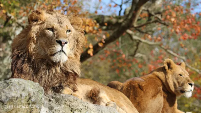 富士野生動物園Safari Park