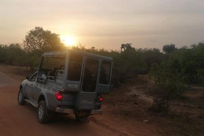 雅拉野生動物園(乘坐吉普車暢遊)