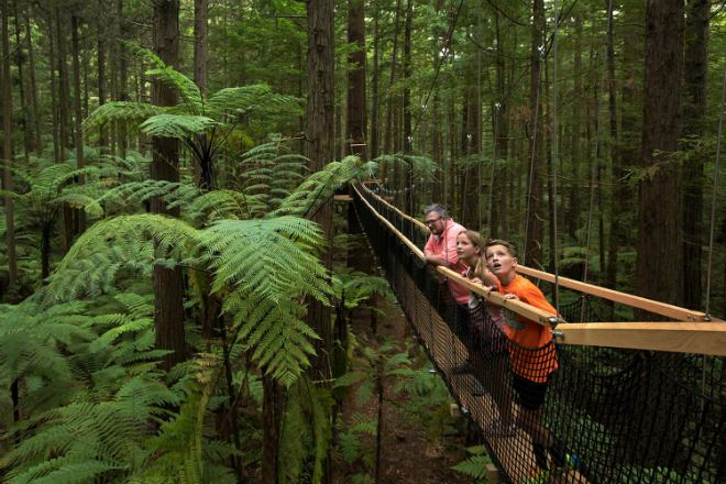 紅木樹林空中健步行
