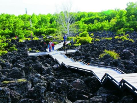 五大連池火山熔岩石海