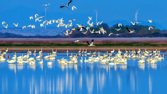 鄱陽湖吳城侯烏小鎮(12月14日起出發適用)