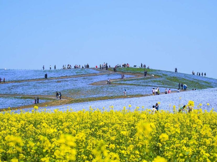 日立海濱公園_粉蝶花及油菜花