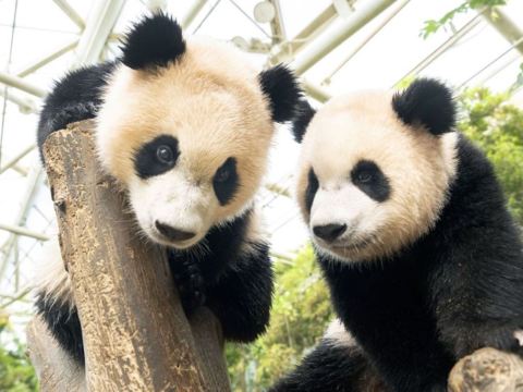 愛寶樂園Everland