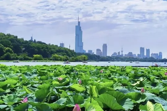 玄武湖賞荷花@land