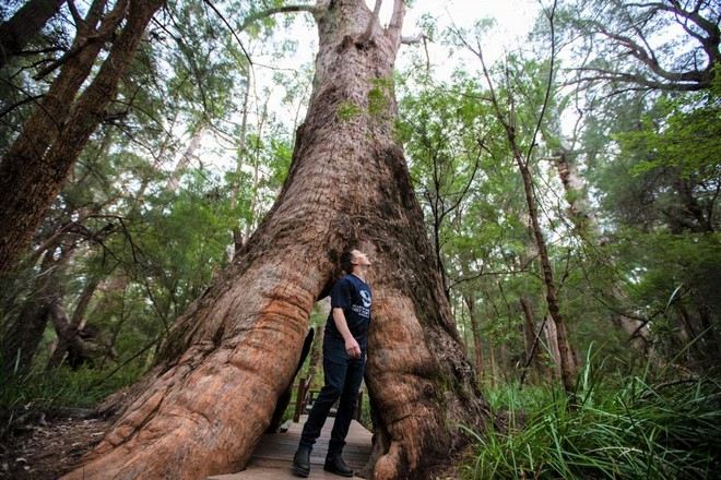 巨人谷樹頂步行道