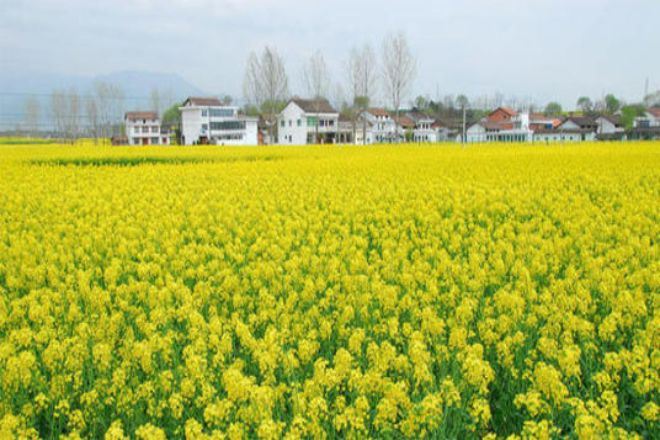 油菜花基地