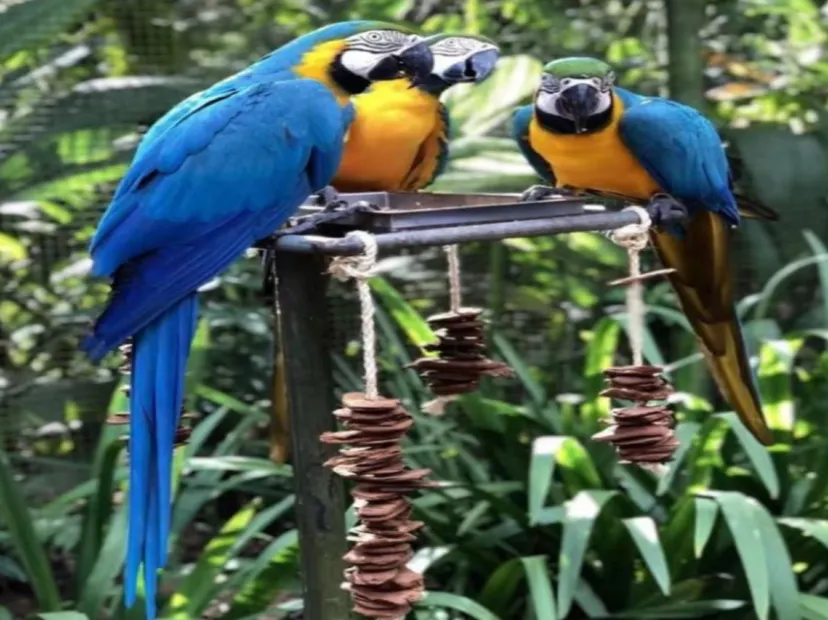 伊瓜蘇珍禽鳥園