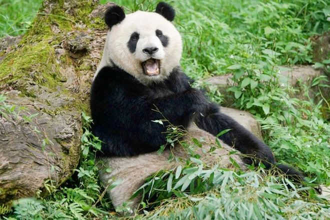 臺北市立動物園