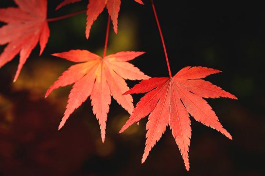紅葉