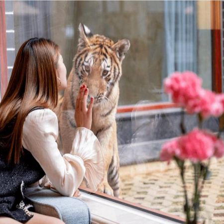 《梧州老虎主題酒店，360度全景觀觀虎+高鐵》平南雄景生態酒店~老虎主題(保證入住內庭觀虎客房)+國際品牌~南海溫德姆花園酒店【酒店豐富海鮮自助晚餐】肇慶梧州美景純玩3天團