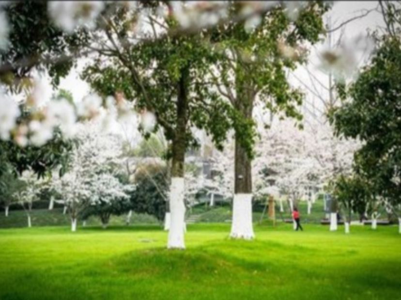 王家墩公園櫻花