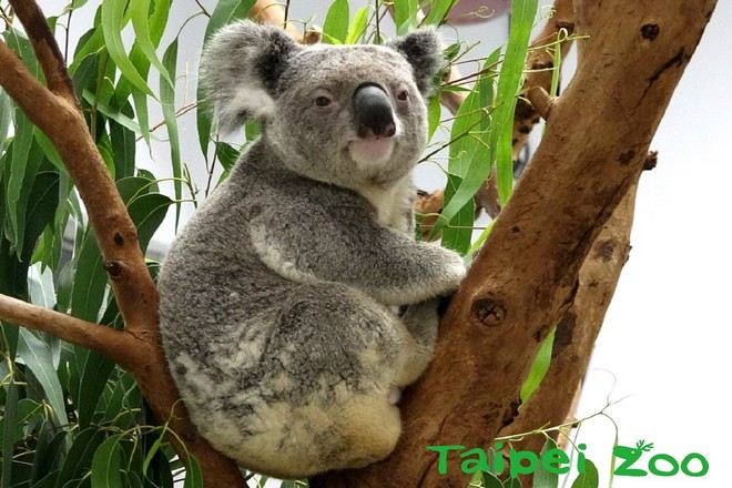 臺北市立動物園