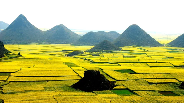 羅平金雞峰油菜花海