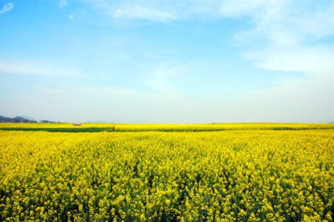 羅平金雞嶺~油菜花