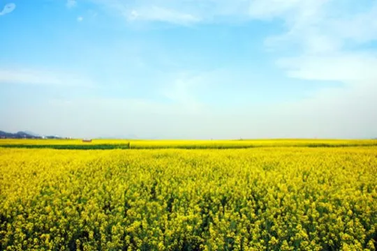 羅平金雞嶺~油菜花