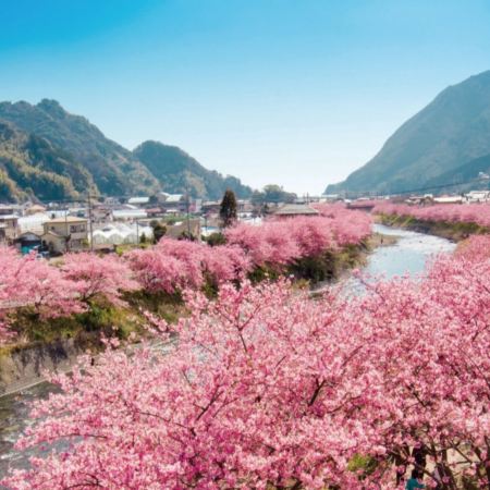 東京、伊豆 5天早春賞櫻溫泉之旅 東京近郊最早盛開的櫻花及梅花祭典~河津櫻花祭、熱海梅園祭、大洗磯前神社、牛久大佛、修善寺溫泉區~竹林小徑、伊豆Wasabi博物館、成田山新勝寺、1晚伊豆溫泉酒店