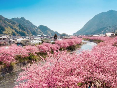 東京、伊豆 5天早春賞櫻溫泉之旅 ,東京近郊最早盛開的櫻花及梅花祭典~河津櫻花祭、熱海梅園祭、大洗磯前神社、修善寺溫泉區~竹林小徑、1晚伊豆溫泉酒店