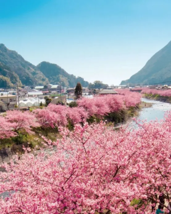 東京、伊豆 5天早春賞櫻溫泉之旅 河津櫻花、熱海梅園、大洗磯前神社、絕美海上鳥居~神磯之鳥居、偕樂園、牛久大佛、1晚伊豆溫泉酒店《限定出發: 2027年2月3,12,17,24日》