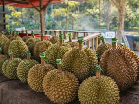 8321榴槤園檳城山中果王